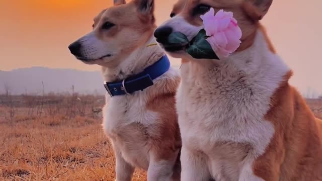 Love has no definition, you are, it is. Pet Companion Sunset Kirky