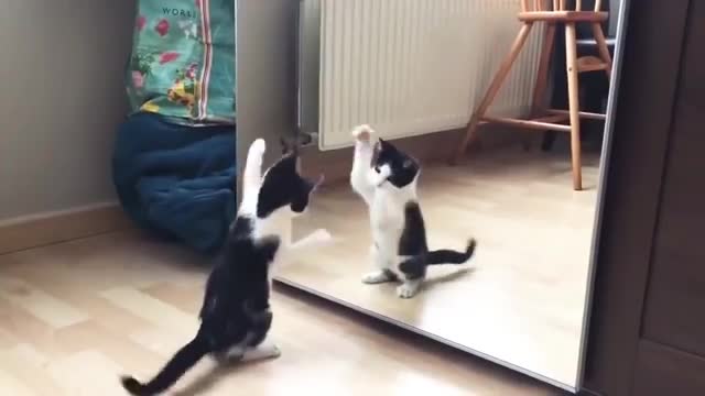 Funny cat infront of mirror.cute cat