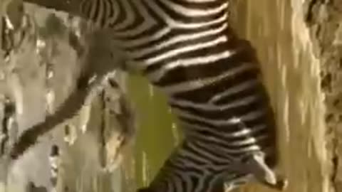 zebra