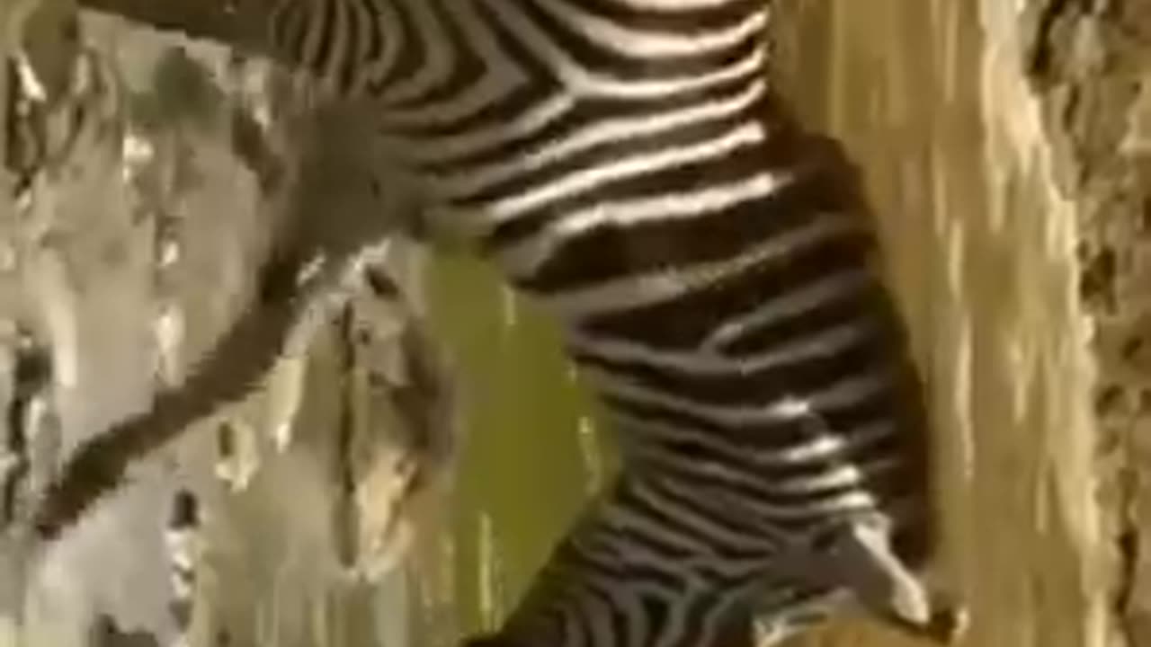 zebra