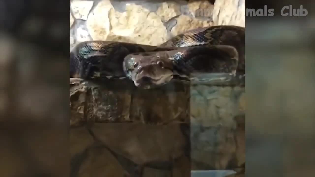 Funny animals