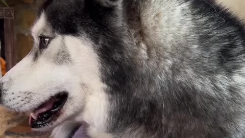 My Husky Gets in My Face When He Wants Something!