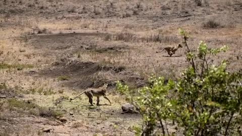 Lion cubs learn to hunt