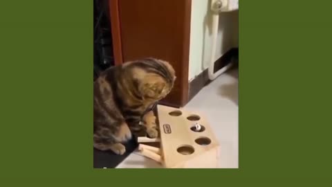 Cat's are funny and this compilation proves it. Just watch and be amused.