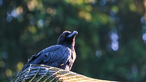 Nature Bird