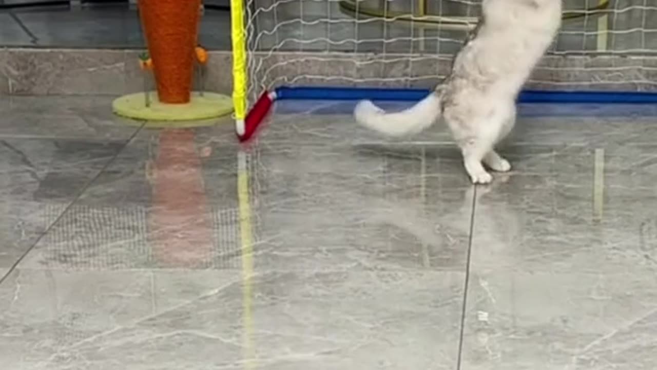 Cats playing football in Ronaldo style