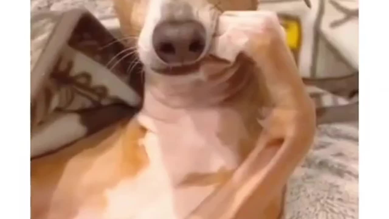 Funny animal video