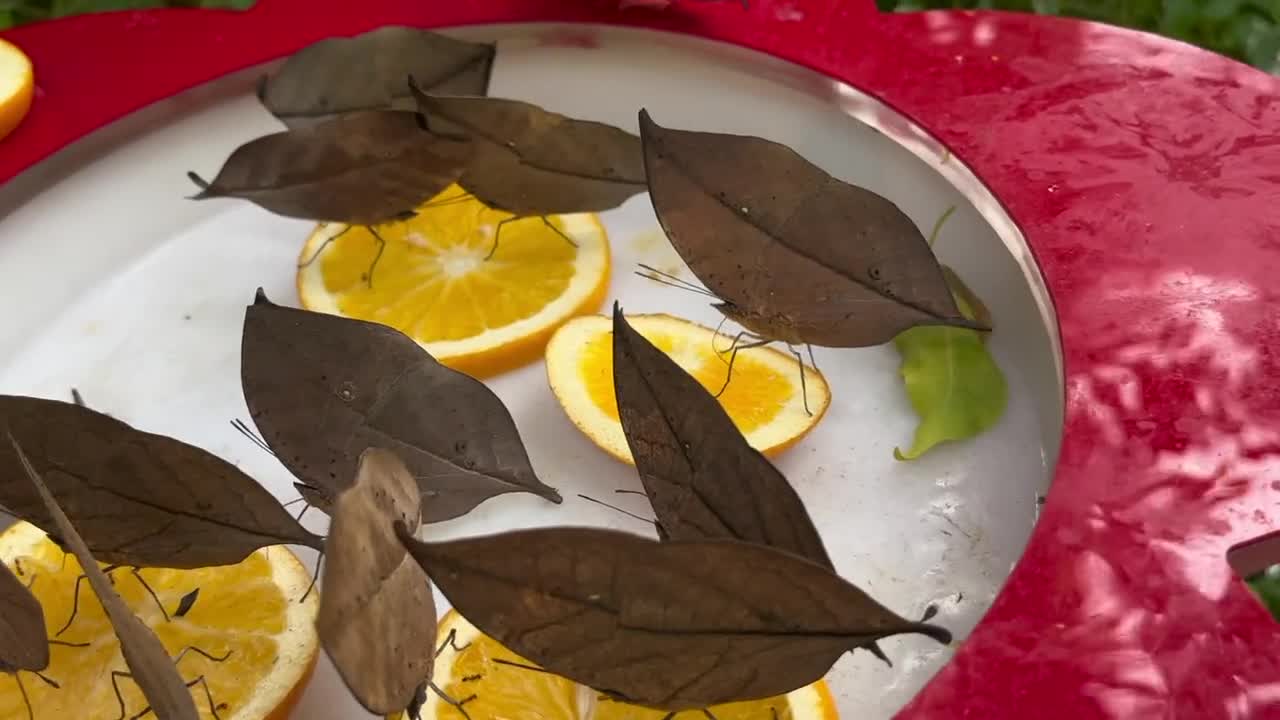 Butterflies in Leaves