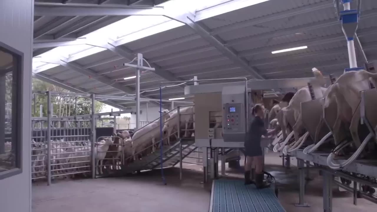 Modern Goat Processing Factory Technology 🐐 - How to Farming Millions of Goat For Meat and Milk