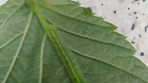 Everyone watch! Caterpillar unechtozhaet birch leaf. Awesome video