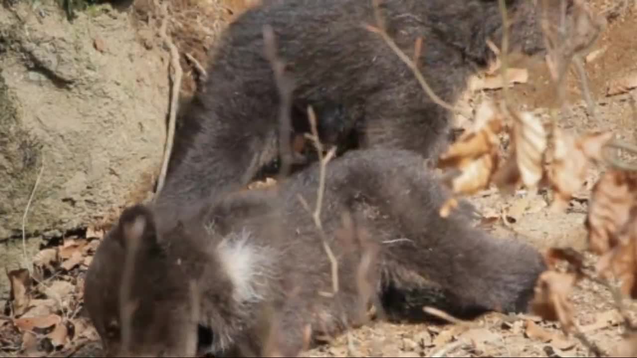 Grizzly Bear Mother Protects Her 3 Tiny Newborns Cubs