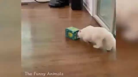 pet for funny video