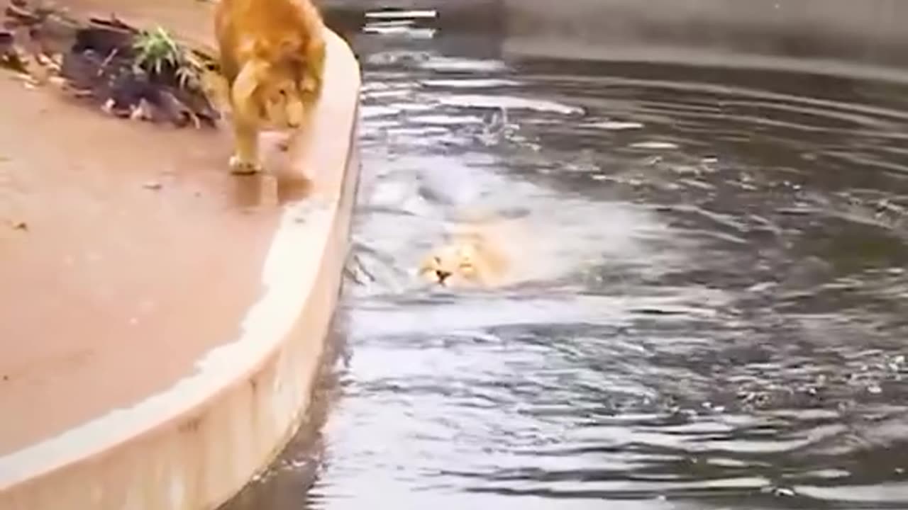 Laugh Out Loud: Hilarious Animals Caught on Camera!