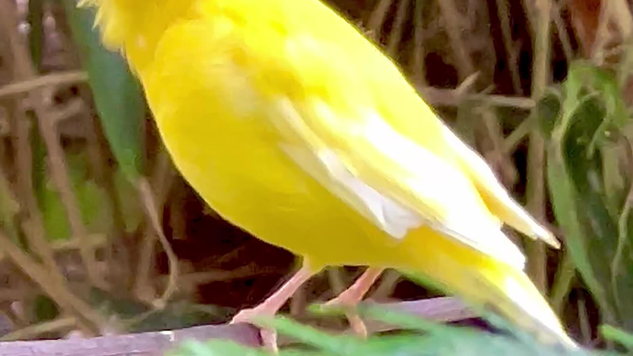 Canary Bird Singing and Devra Finch Bird Sounds