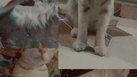 Cat 🐈🐈