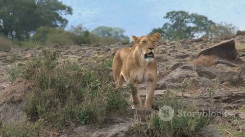 Ranger Around Lions no Barriers😱 | Wild Wonders