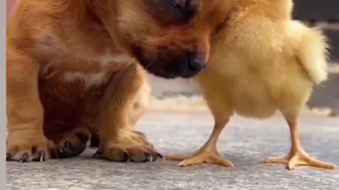 Animals funny videos animals lover