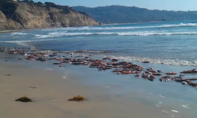 Mass amounts of live squid wash up on San Diego shore