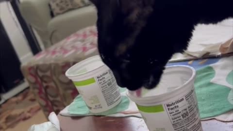 Adopting a Cat from a Shelter Vlog - Precious Piper Loves Yogurt Containers #shorts