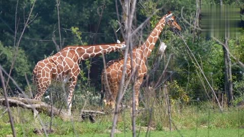 Giraffe elegent mamal in forest invermentll animal and cute pet videos