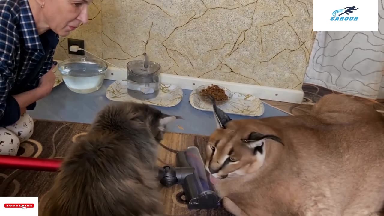 Big Floppa is Scary of Vacuum : Caracal