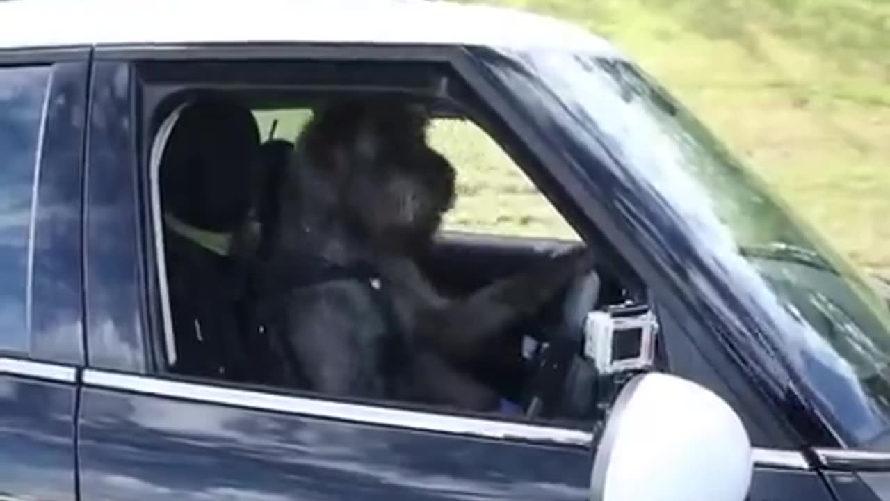 I can't even get my dog to pee outside