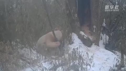 A RARE ALBINO PANDA WAS CAUGHT ON CAMERA IN ONE OF THE CHINESE WILDLIFE SANCTUARIES