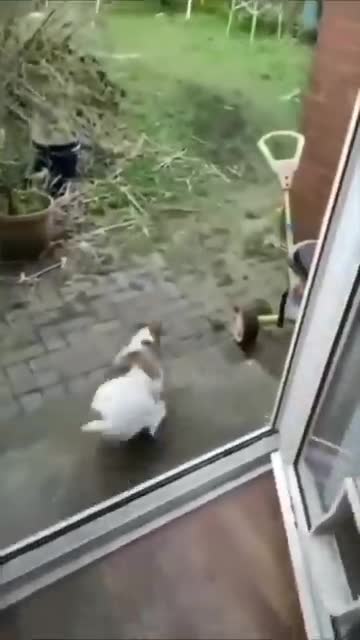 The Most popular pets.. Funniest action