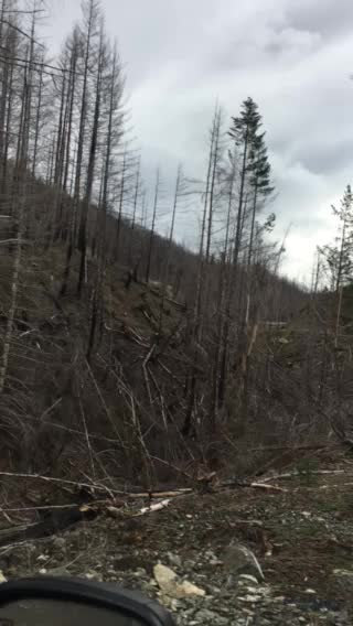 Oregon forest 2019! This is not normal and Kate brown created this crisis!