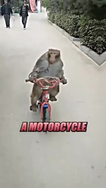 Monkeys Are CRAZYY 🤯 ft. Joe Rogan