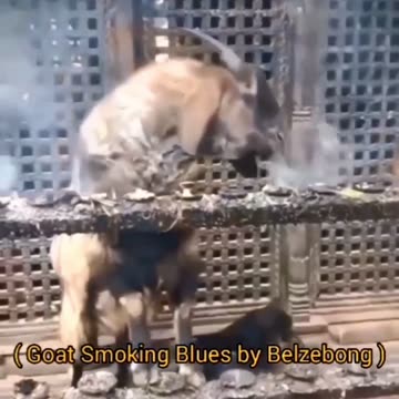 Goat seen SMOKING