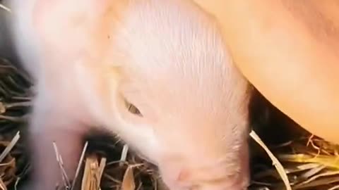 Young pig