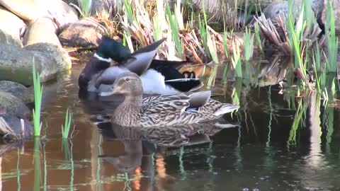 Ducks Animal Pond Water Nature Summer