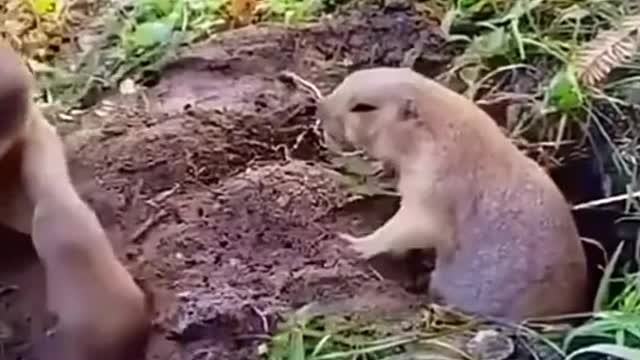 Animals funny videos 2022