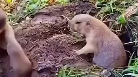 Animals funny videos 2022