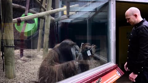 Guy Performs Magic Trick for Orangutan