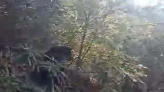 Bear Tries To Become a Stowaway