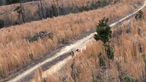 Dogs running a Little buck. Bush River Hunt club