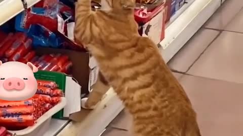 Your boss's cat steals food.