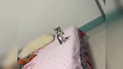 Take stock of the famous scenes of pets becoming sperm