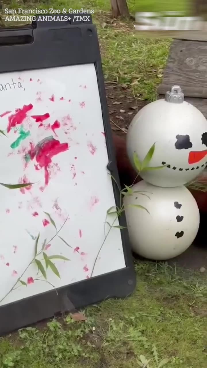 Red panda paints 'letter to Santa' at San Francisco Zoo