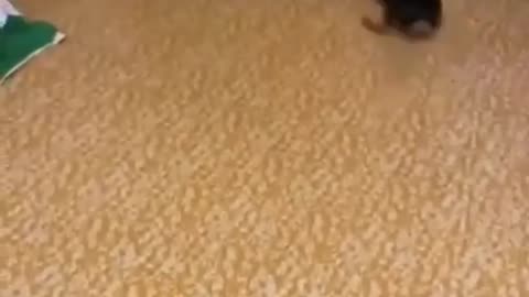 funny cat videos
