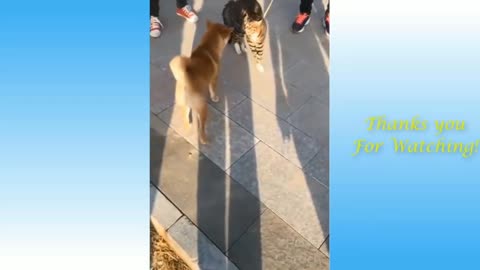 Funny Dog Videos