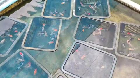 Best quality goldfish collection at goldfish farm-7