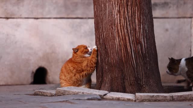 An orange cat wants to climb a tree