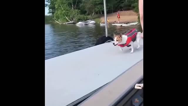 Funniest Dogs And Cats - Best Of The 2022 Funny Animal Videos #7