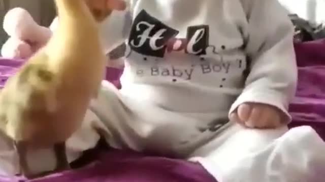 Important Meeting/Communication between Baby Boy and Duckling - Insane Video