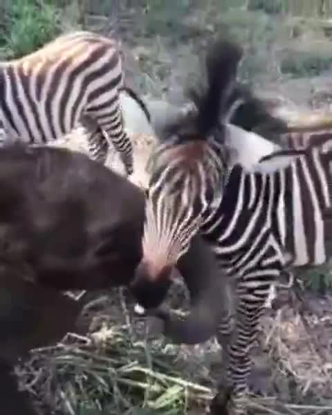 Cute animals🐕🐯🐎