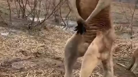 Kangaroo