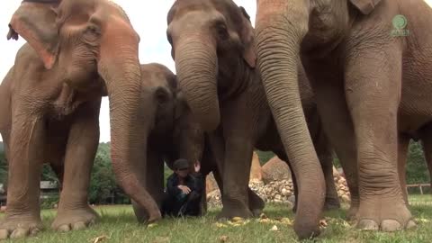 Listen To The Sounds Of Elephants While They Eat - ElephantNews